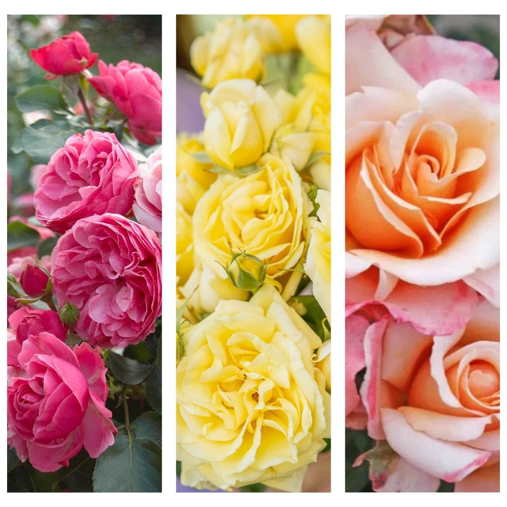 A Most Amiable Bloom® Garden Color Stories™ Bundle of 3 Bare Root Roses