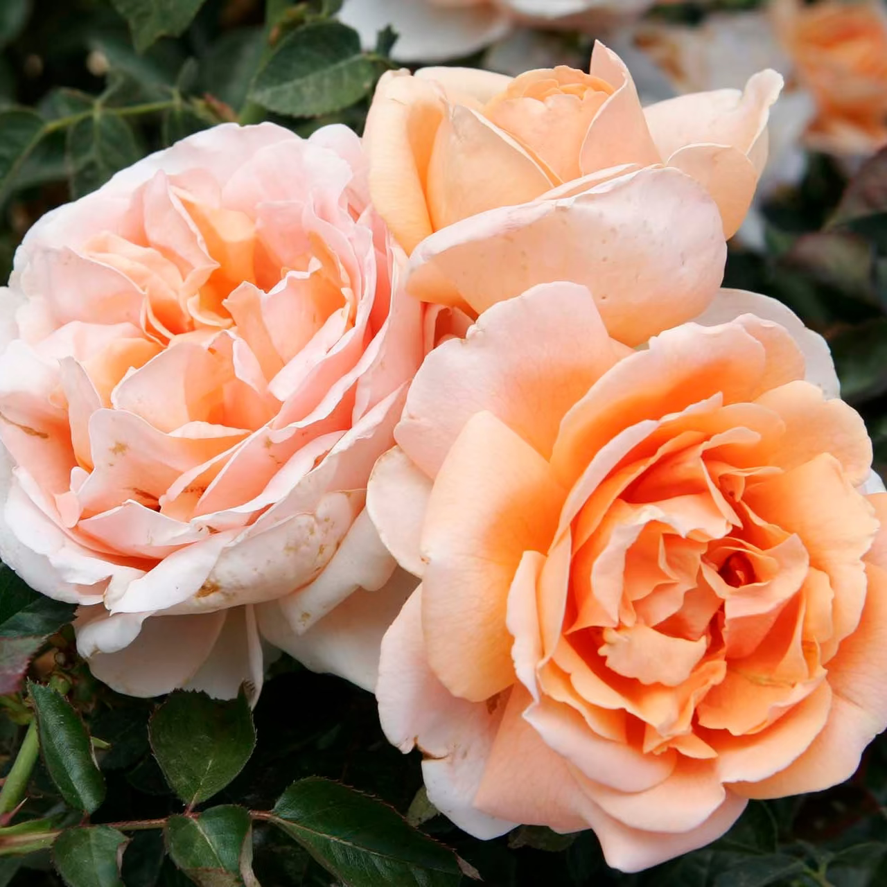 Abbaye de Cluny™ Bare Root Rose Bush