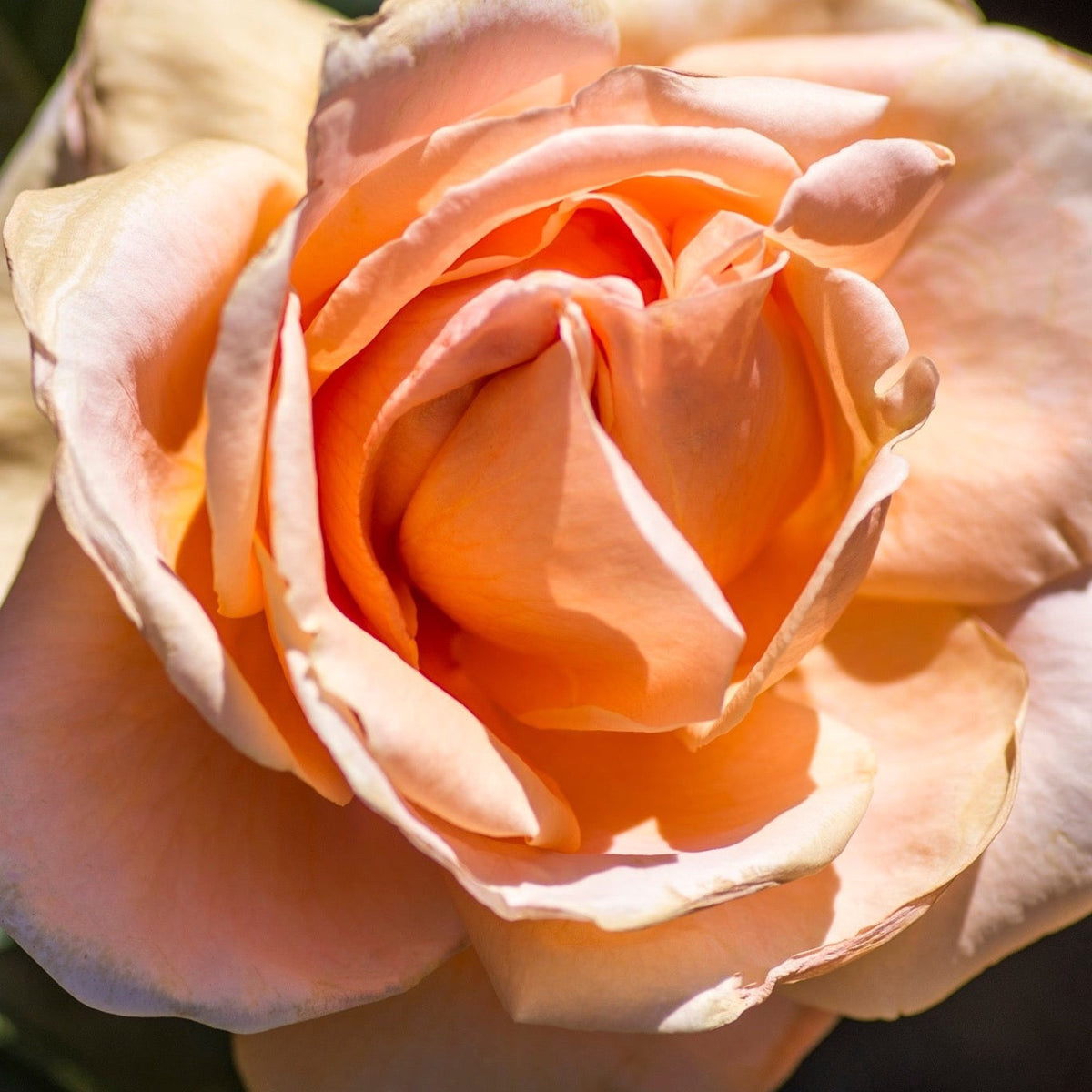 Abbaye de Cluny™ Bare Root Rose Bush