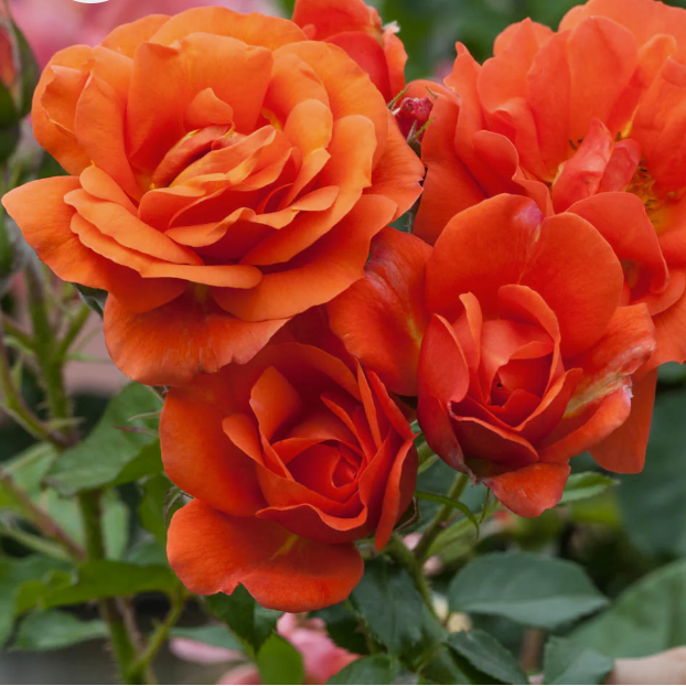 Above All™ Bare Root Climbing Rose Bush