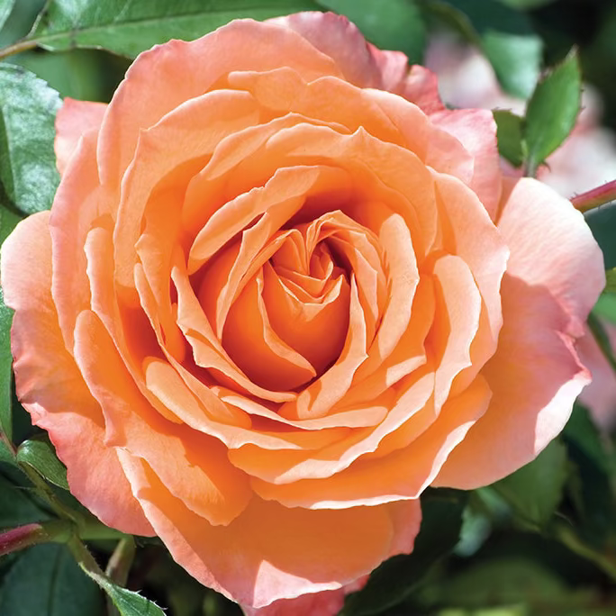 Adobe Sunrise™ Bare Root Rose Bush