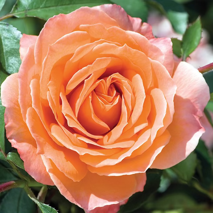 Adobe Sunrise™ Bare Root Tree Rose