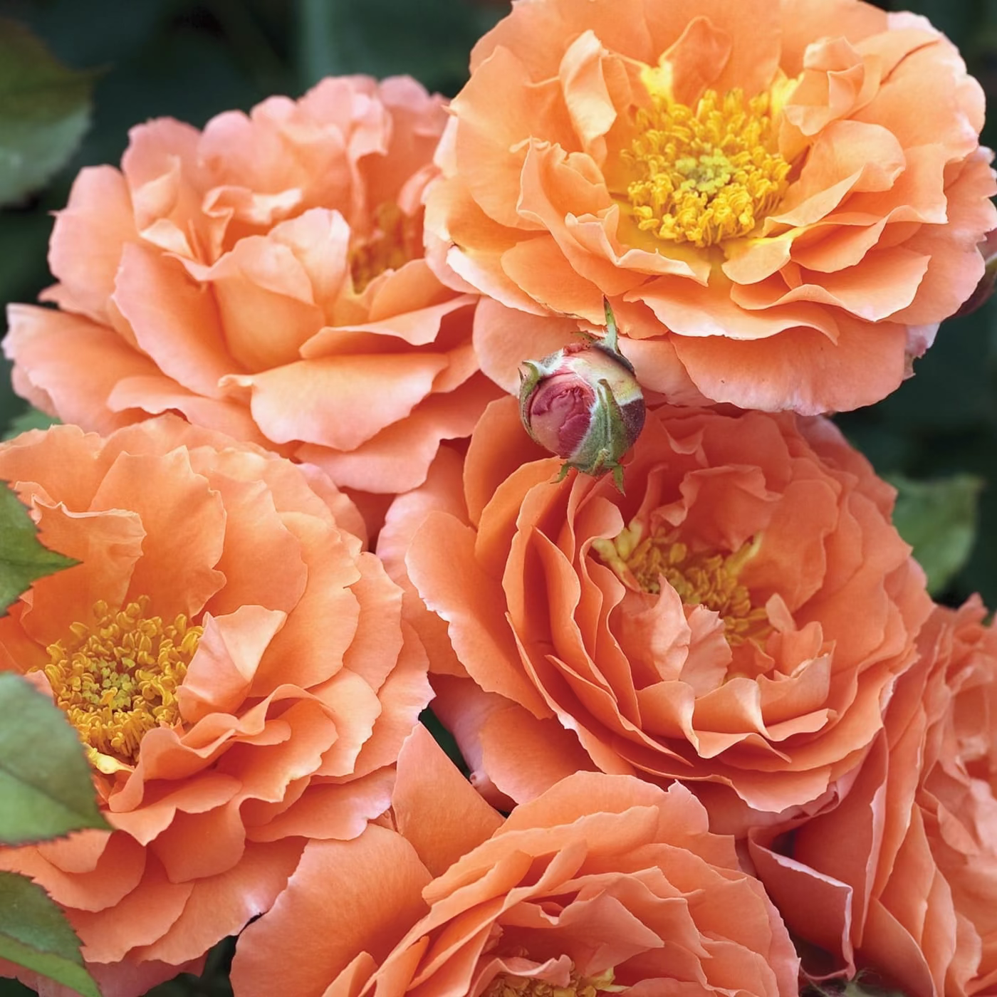 Adobe Sunrise™ Bare Root Rose Bush