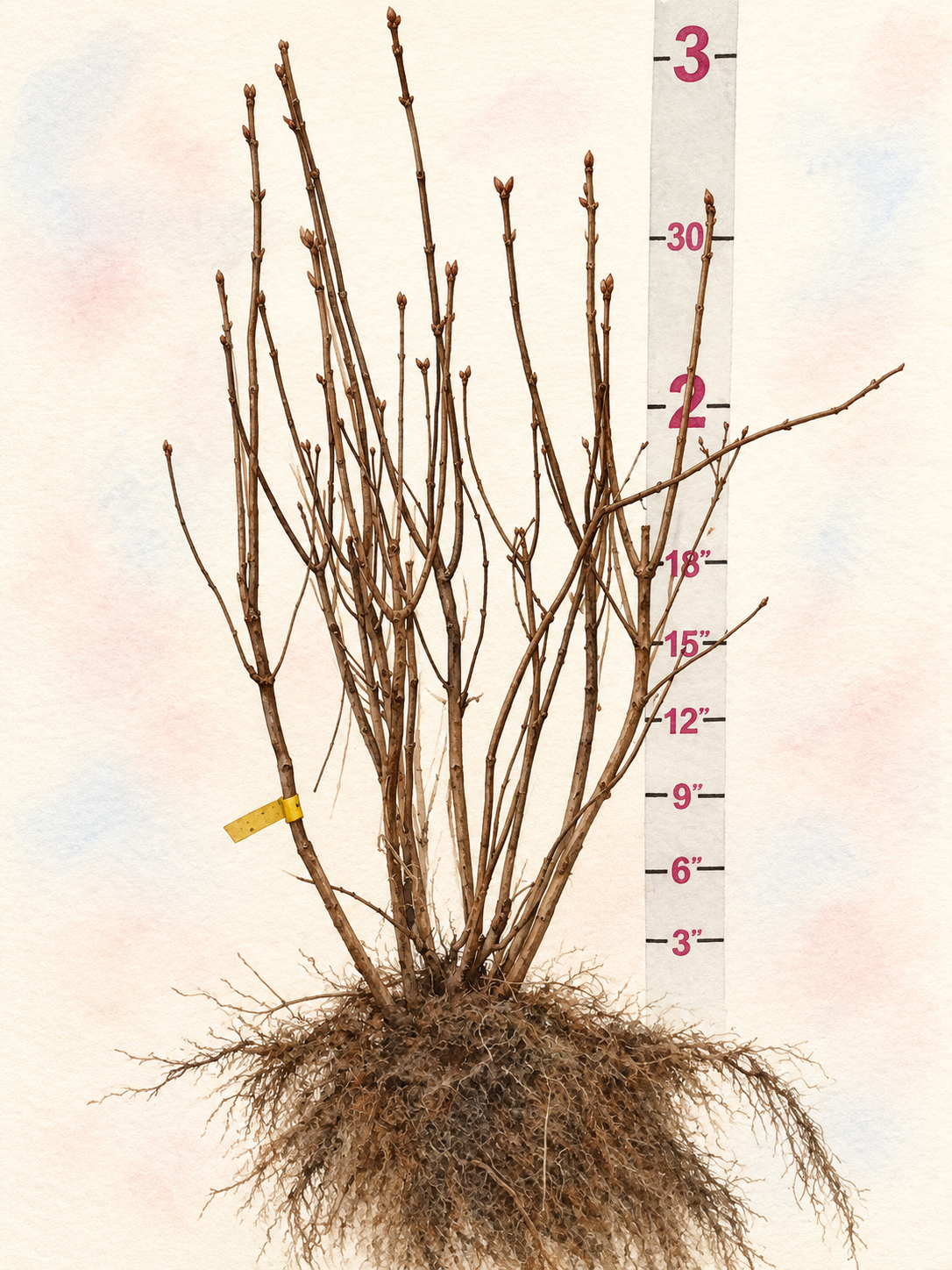 Albert F. Holden Bare Root Lilac Bush