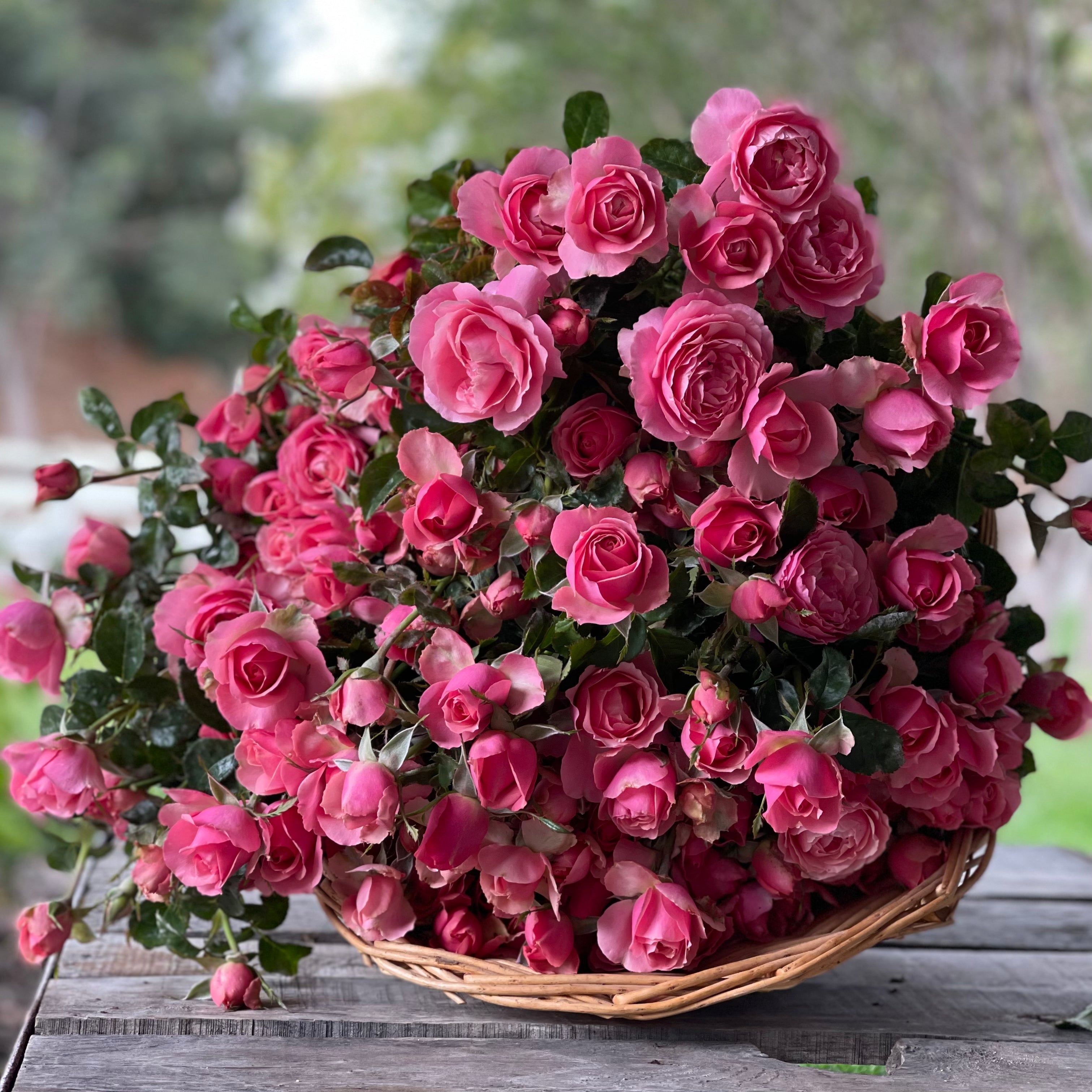 All Dressed Up™ Potted Rose Bush
