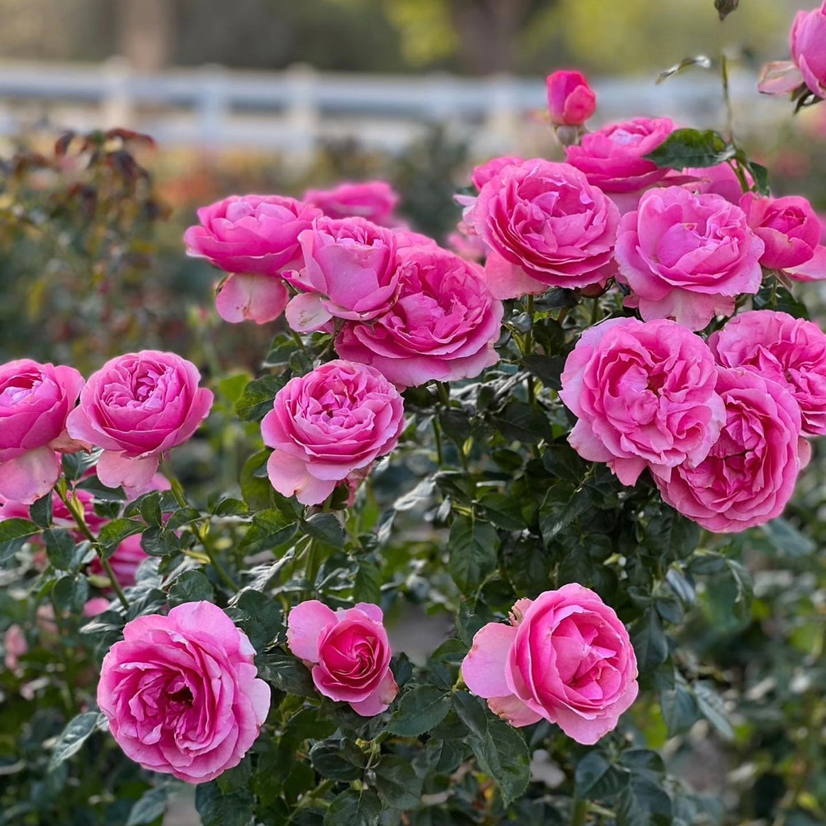 All Dressed Up™ Bare Root Tree Rose