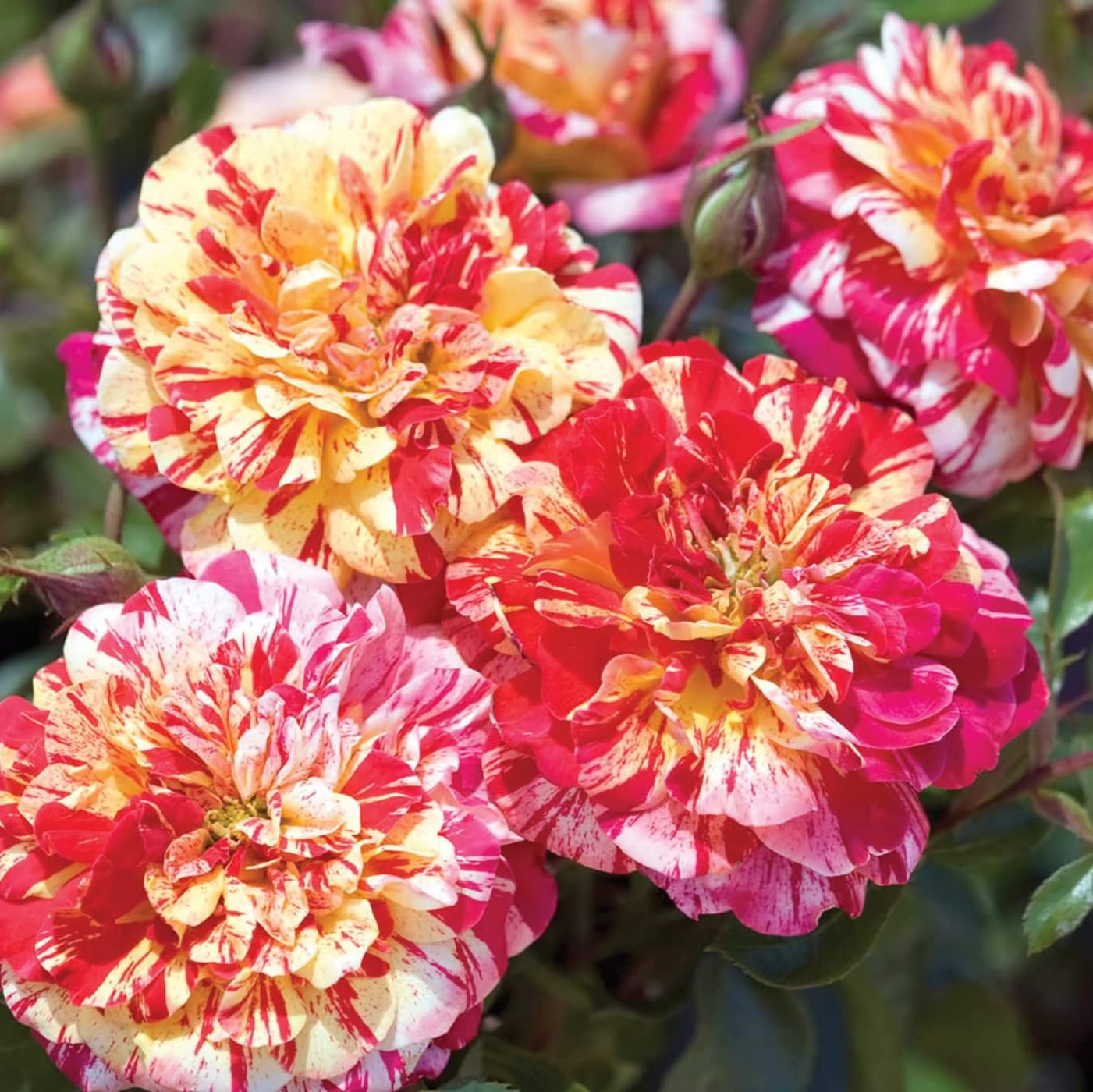 All American Magic™ Potted Rose Bush