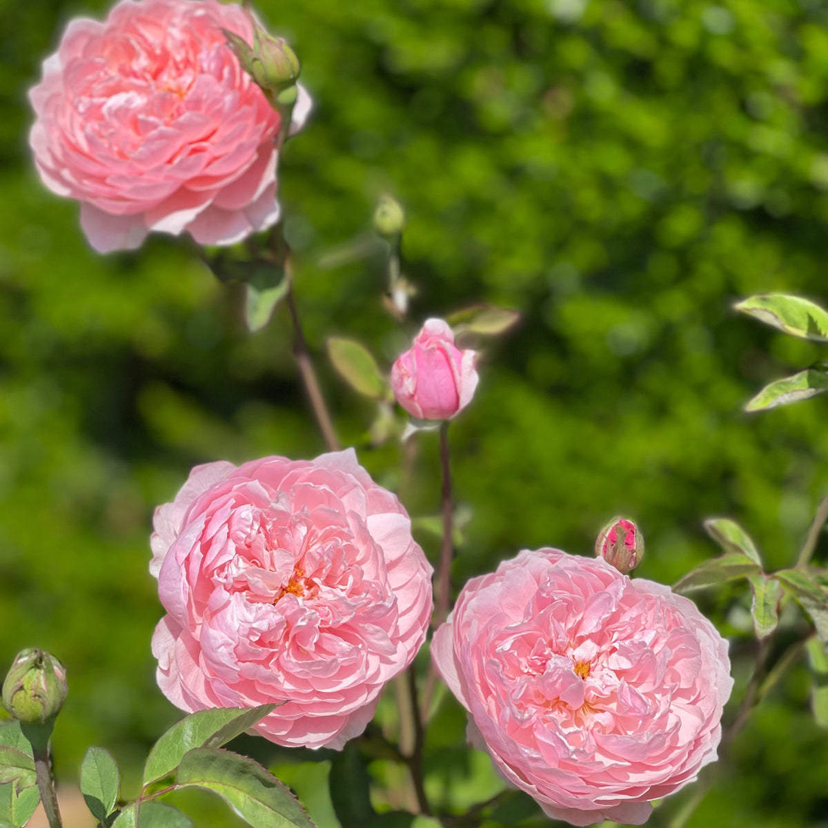 The Alnwick® Rose™ Bare Root Rose Bush