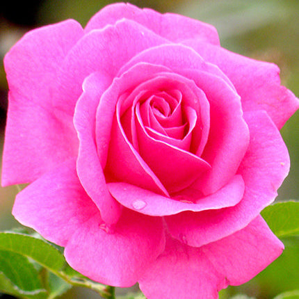 True Bloom Roses® True Gratitude™ Bare Root Rose Bush