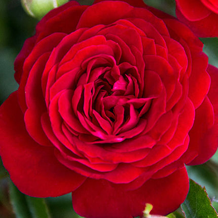 True Bloom Roses® True Love™ Bare Root Rose Bush