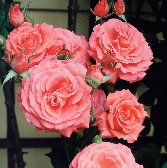 America™ Potted Climbing Rose