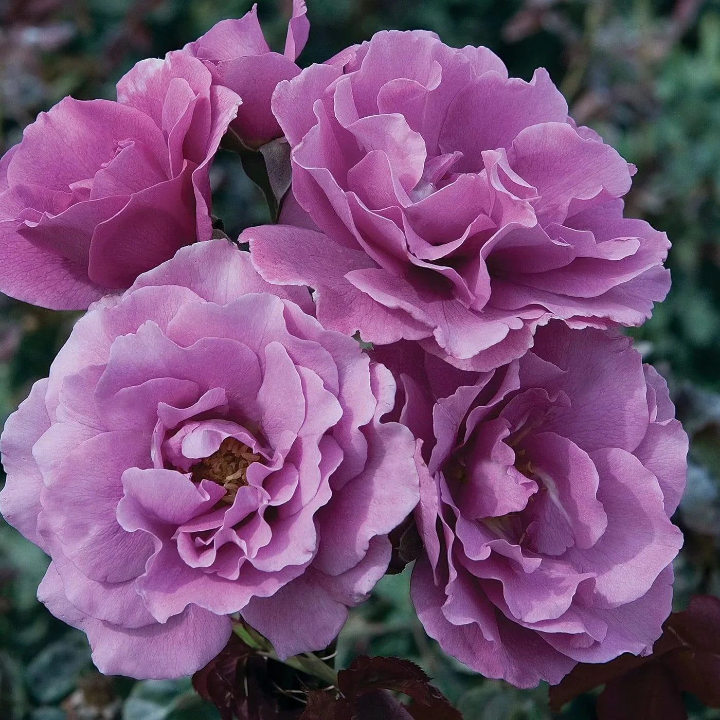 Bingley’s Charm® Garden Color Stories™ Bundle of 3 Bare Root Roses