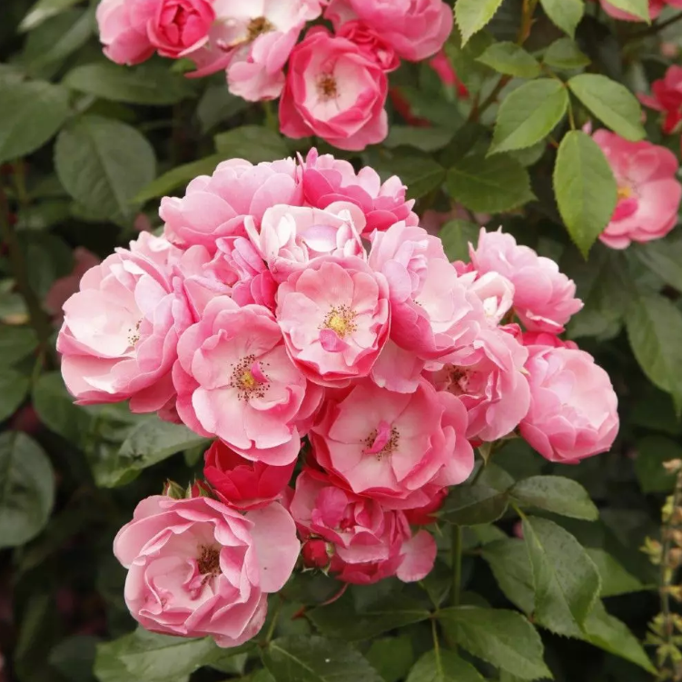 Angela® Potted Rose Bush