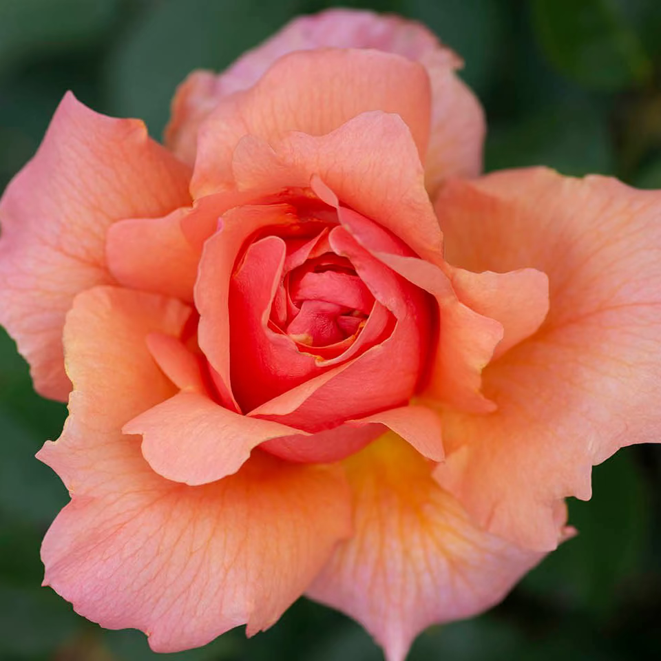 Apricot Candy™ Potted Rose Bush