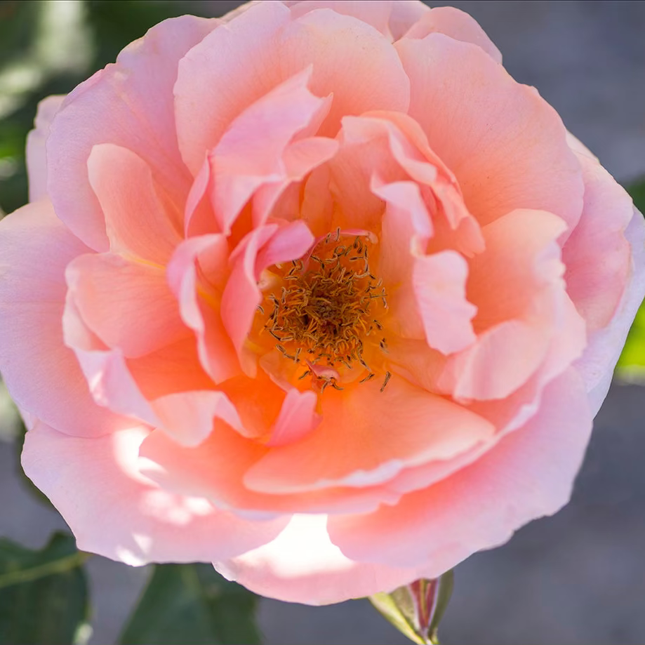 Apricot Candy™ Potted Rose Bush