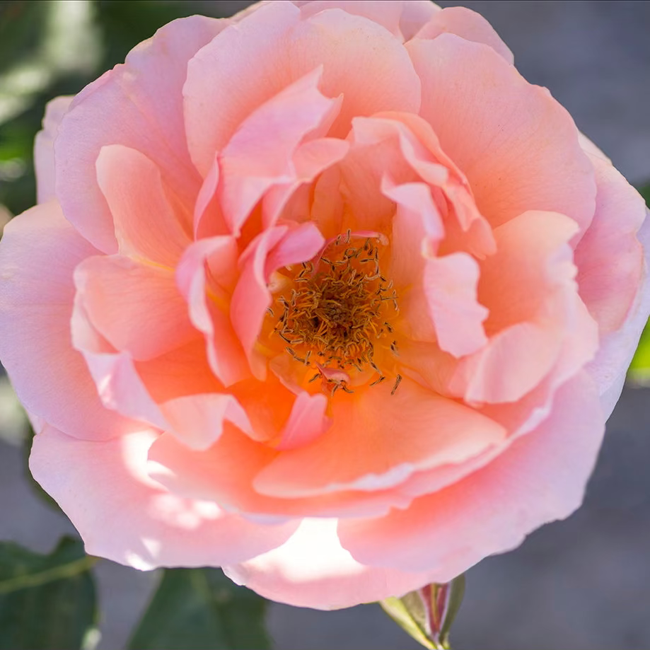 Apricot Candy™ Bare Root Tree Rose