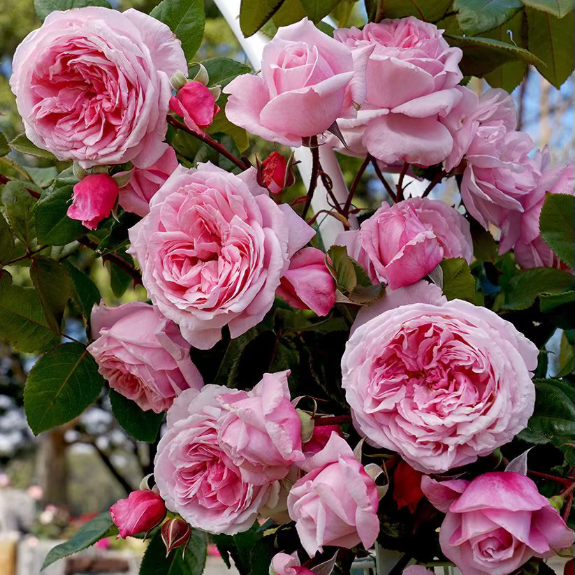 Arborose® Kiss Me Kate Bare Root Climbing Rose