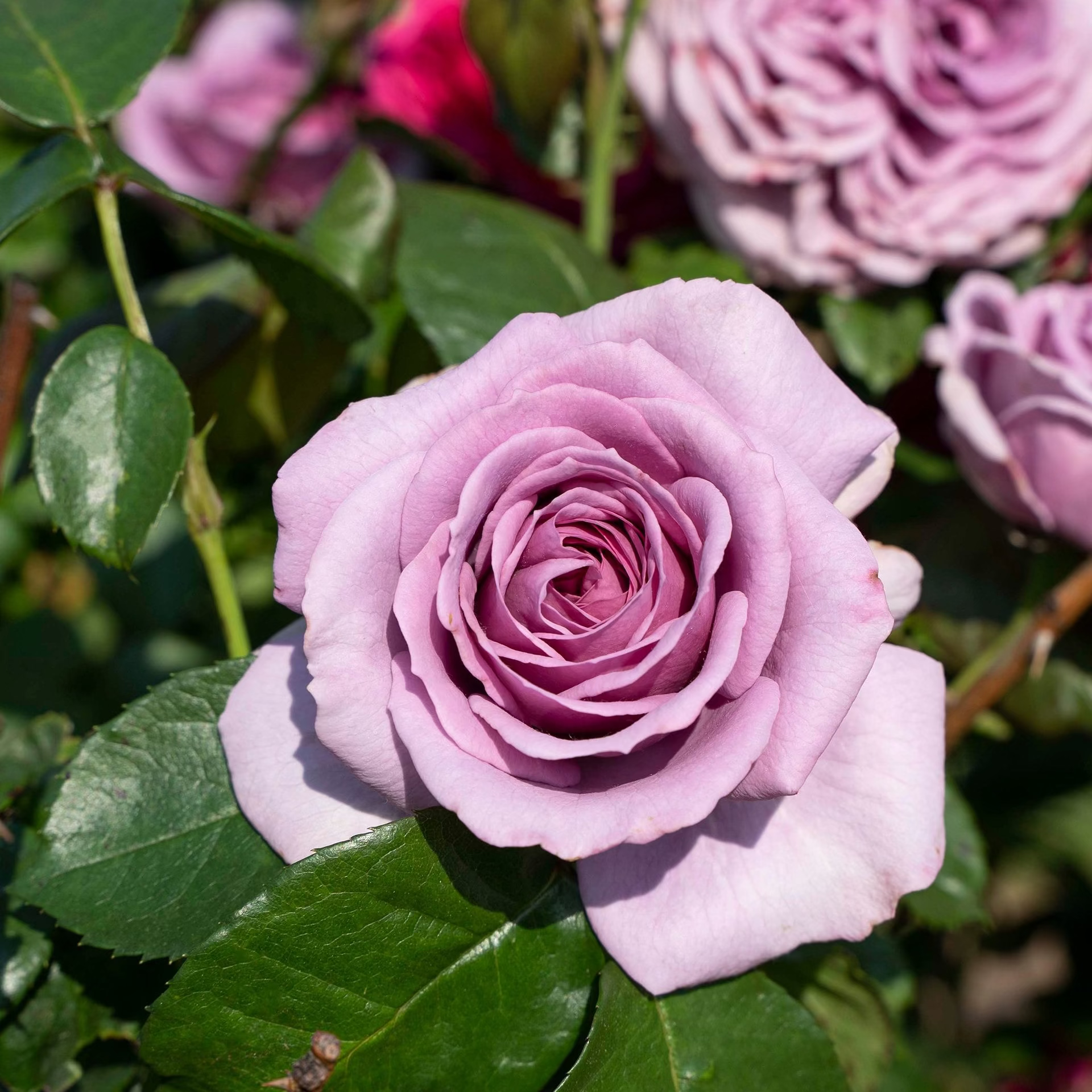 Arborose® Quicksilver Bare Root Climbing Rose