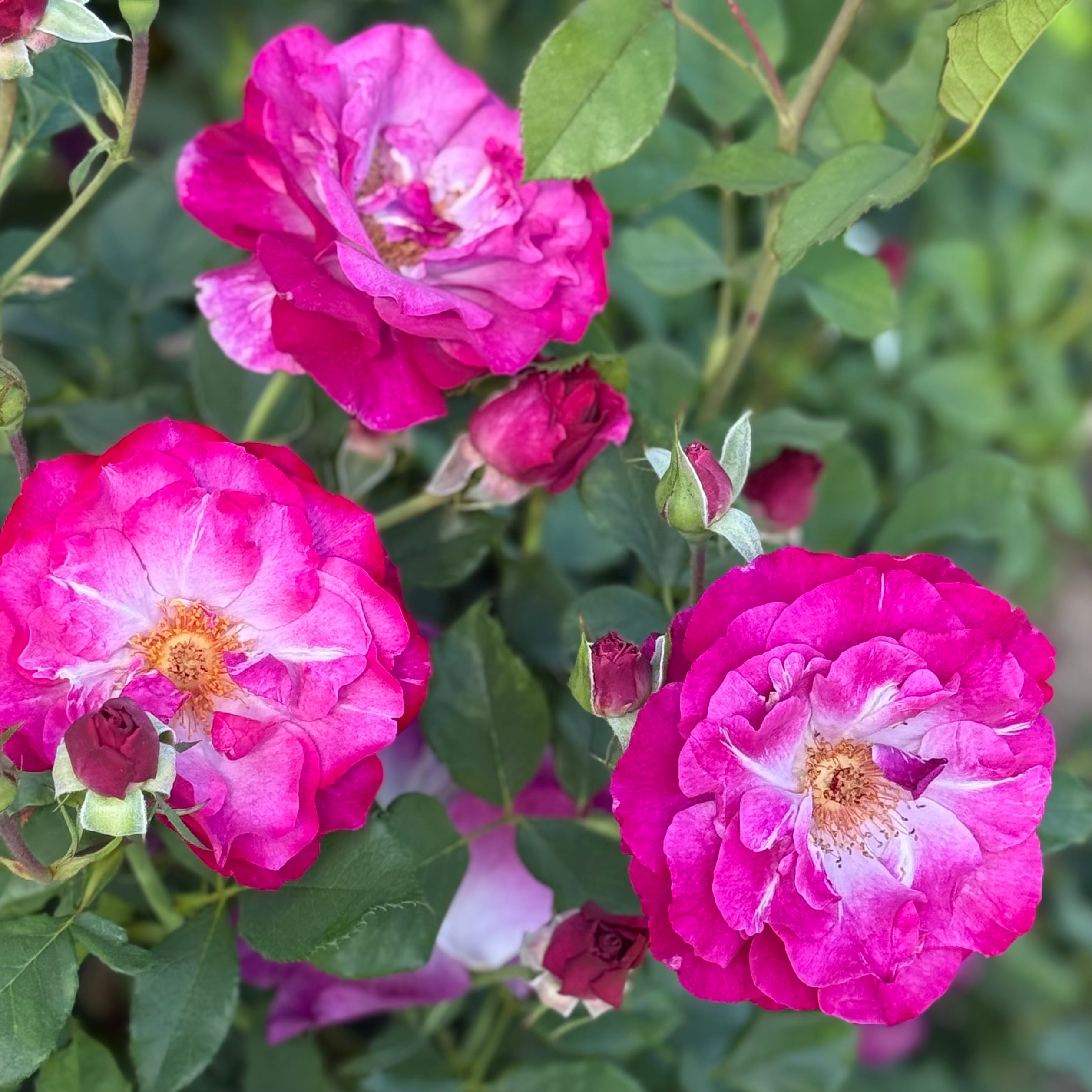 Wild Blue Yonder™ Potted Rose Bush