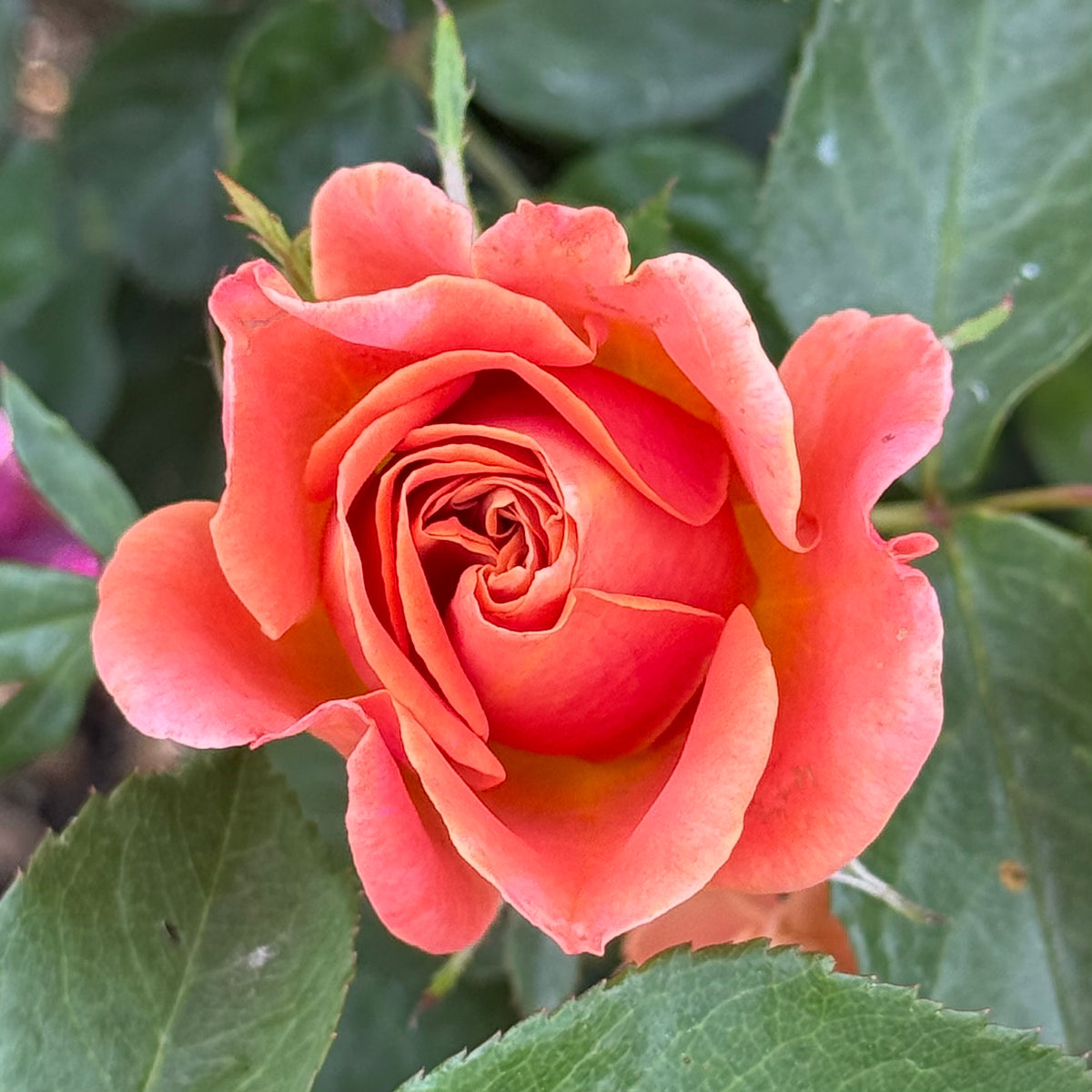 Pumpkin Patch™ Bare Root Rose Bush