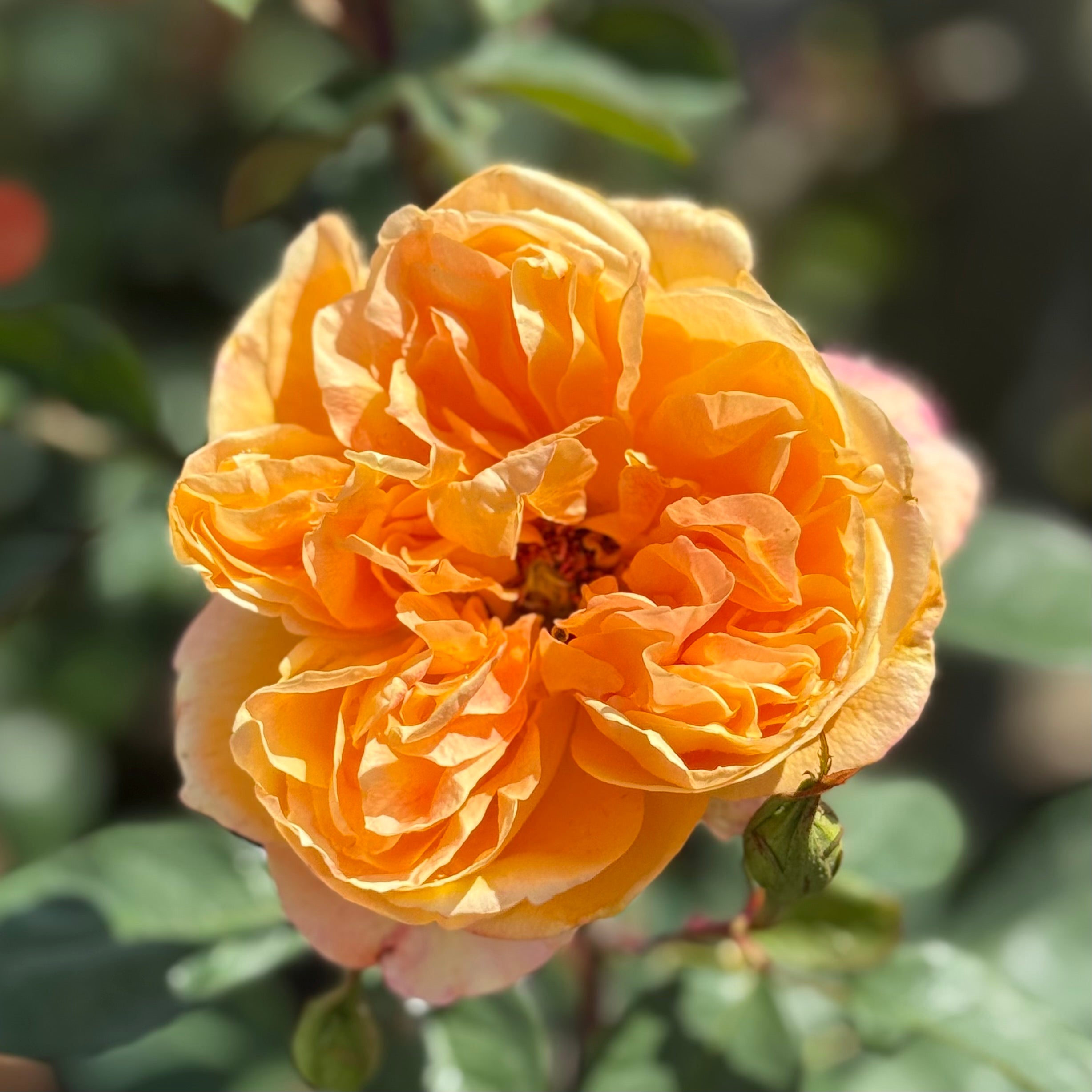 Strike It Rich™ Potted Rose Bush