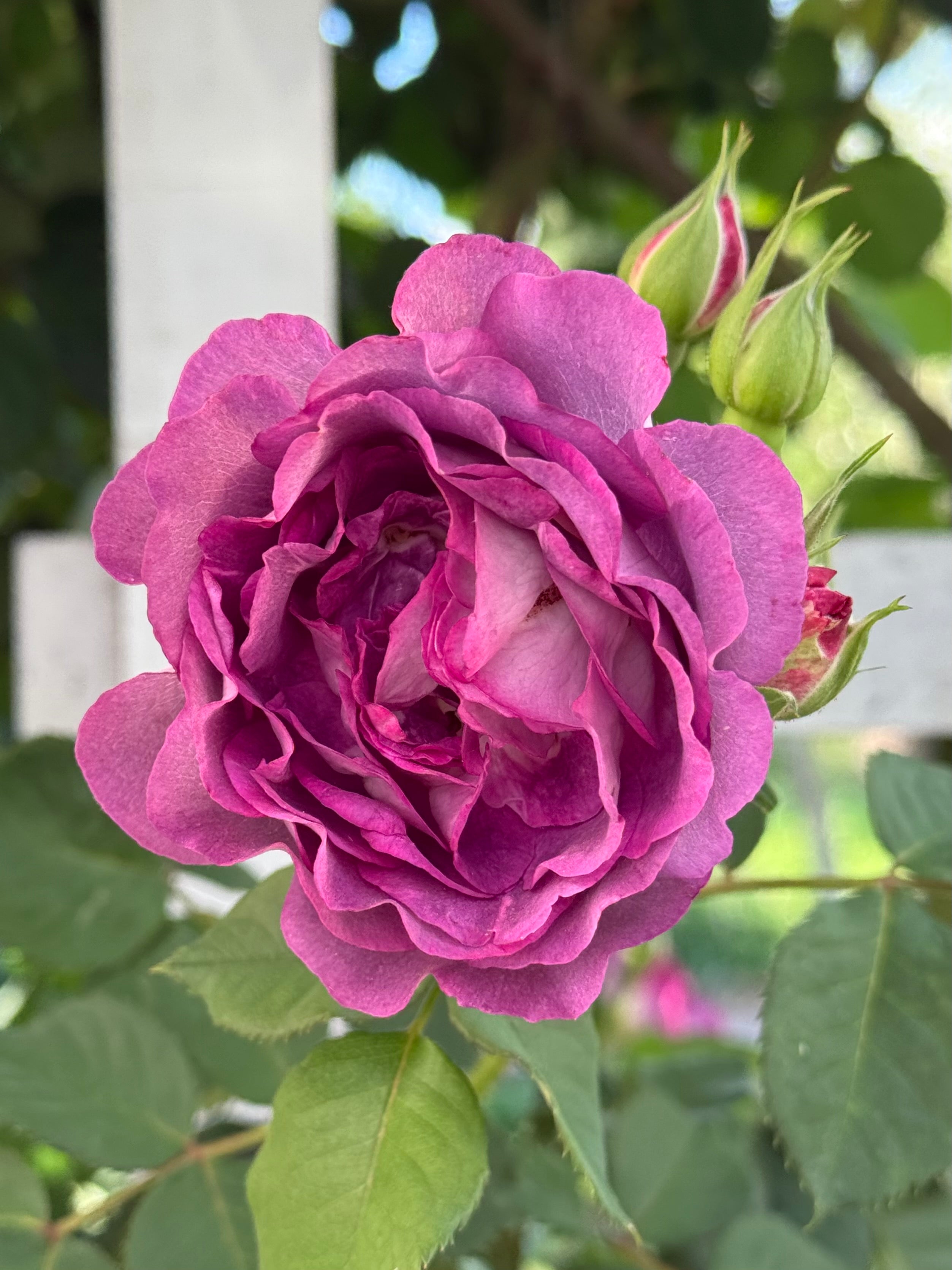 Cosmic Clouds™ Potted Rose Bush