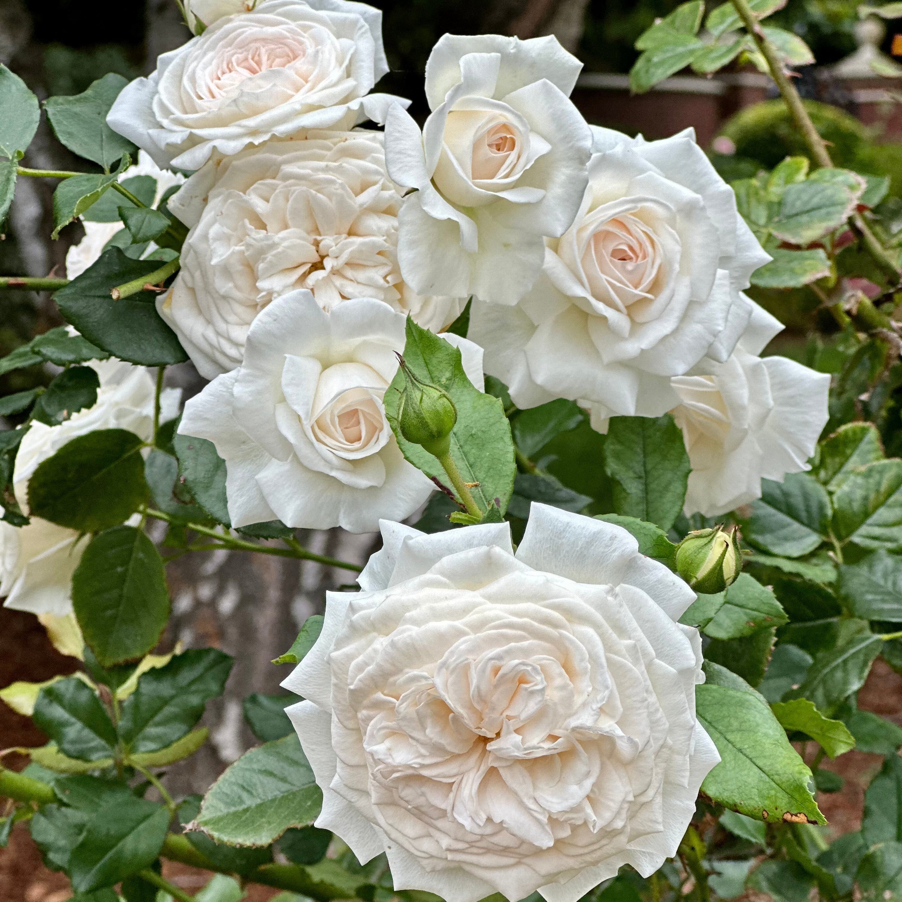 Arborose® Honeymoon™ Potted Climbing Rose