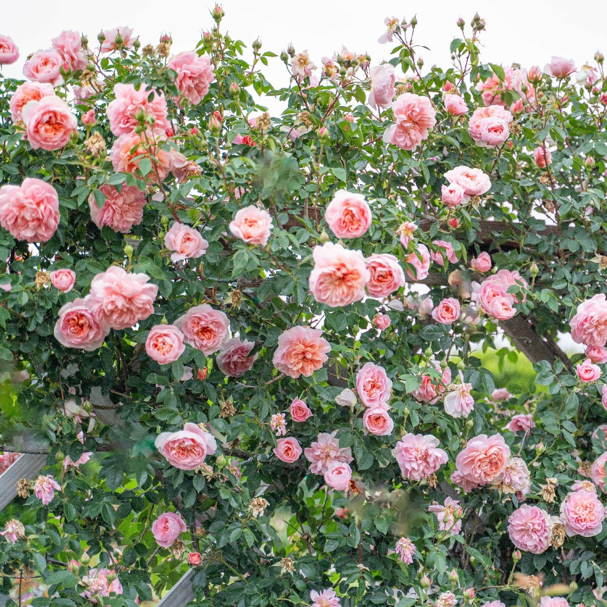 Colette™ Bare Root Climbing Rose