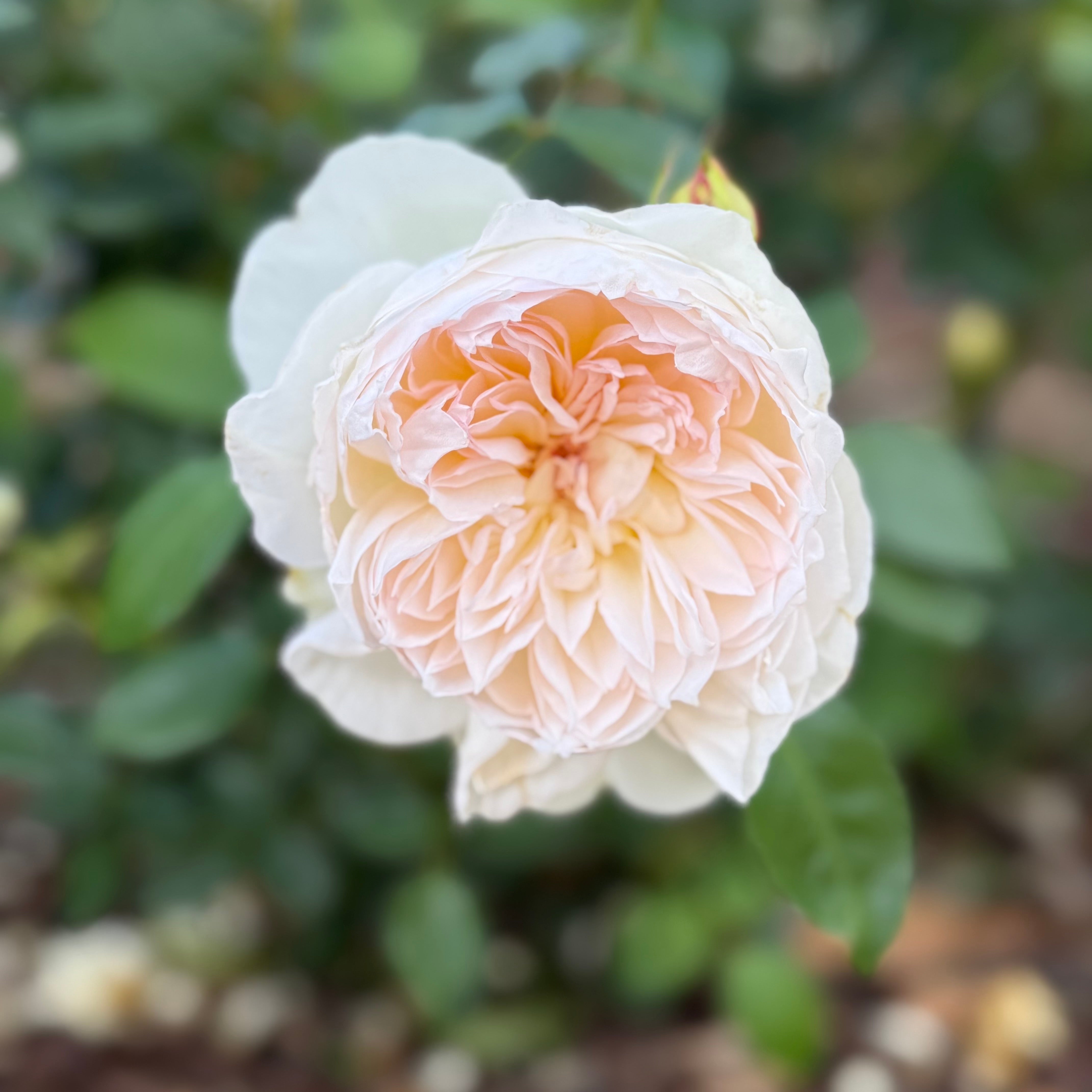 Bolero™ Bare Root Rose Bush