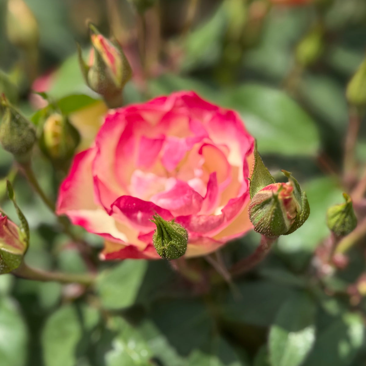 Enchanted Meadow™ Bare Root Rose Bush