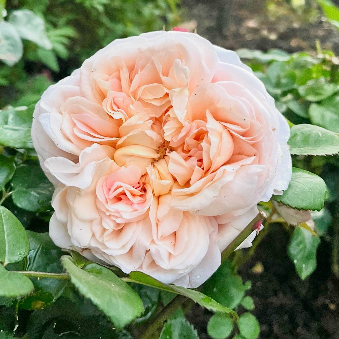 David Austin® Ambridge® Potted Rose Bush