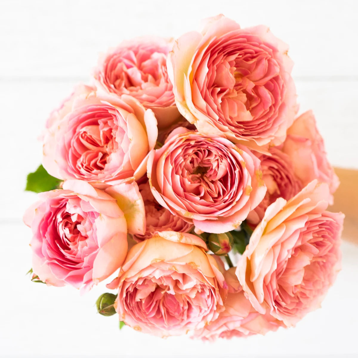 David AustinĀ® Carding MillĀ® Potted Rose Bush