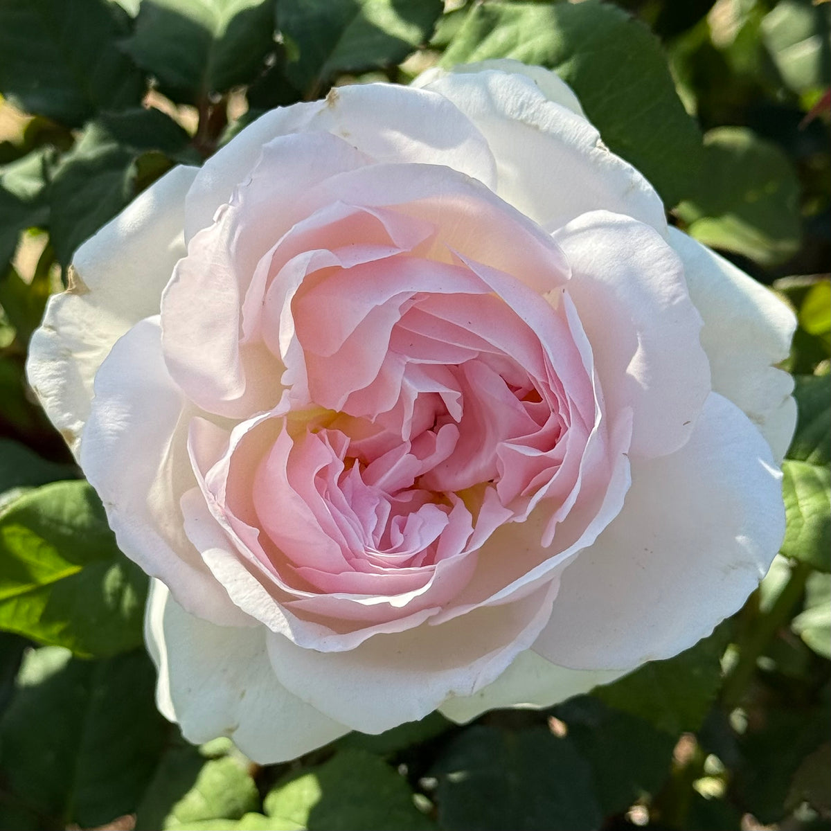 David Austin® Sharifa Asma Potted Rose Bush