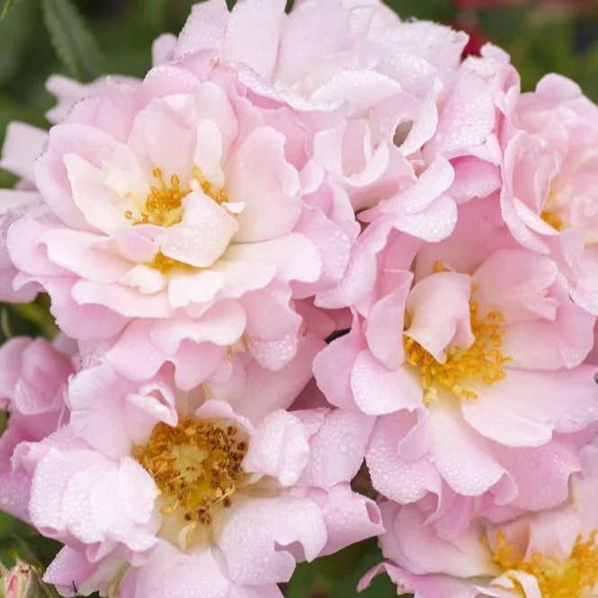 Blushing Drift® Potted Rose Bush