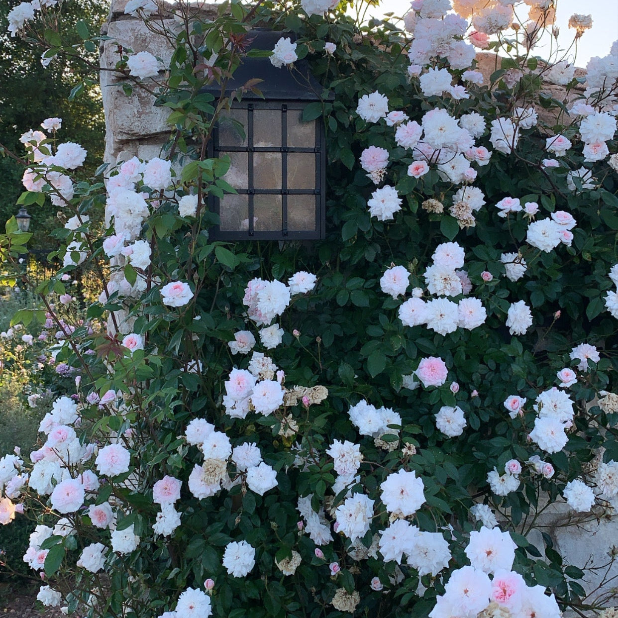 Cecile Brunner™ Potted Climbing Rose