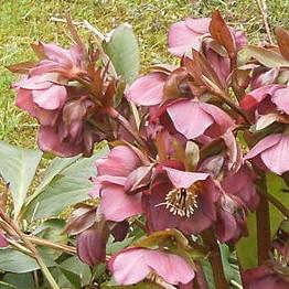 Hellebore FrostKiss® Penny's Pink® Potted Lenten Rose Plant