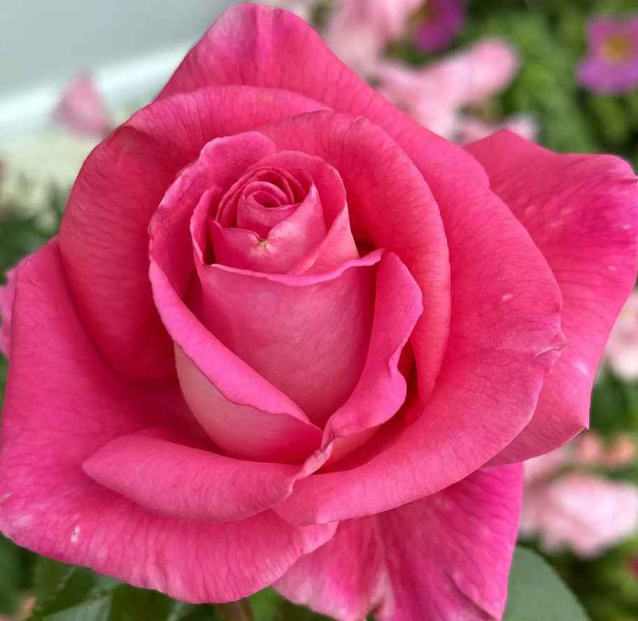 Barbra's Baby™ Potted Rose Bush