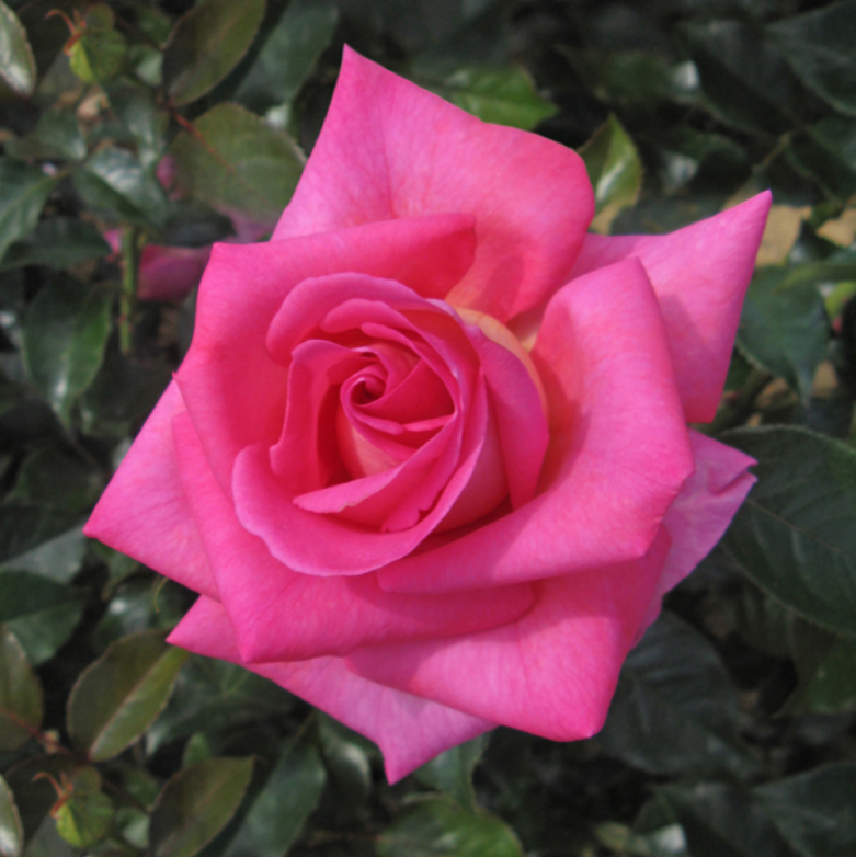 Barbra's Baby™ Potted Rose Bush