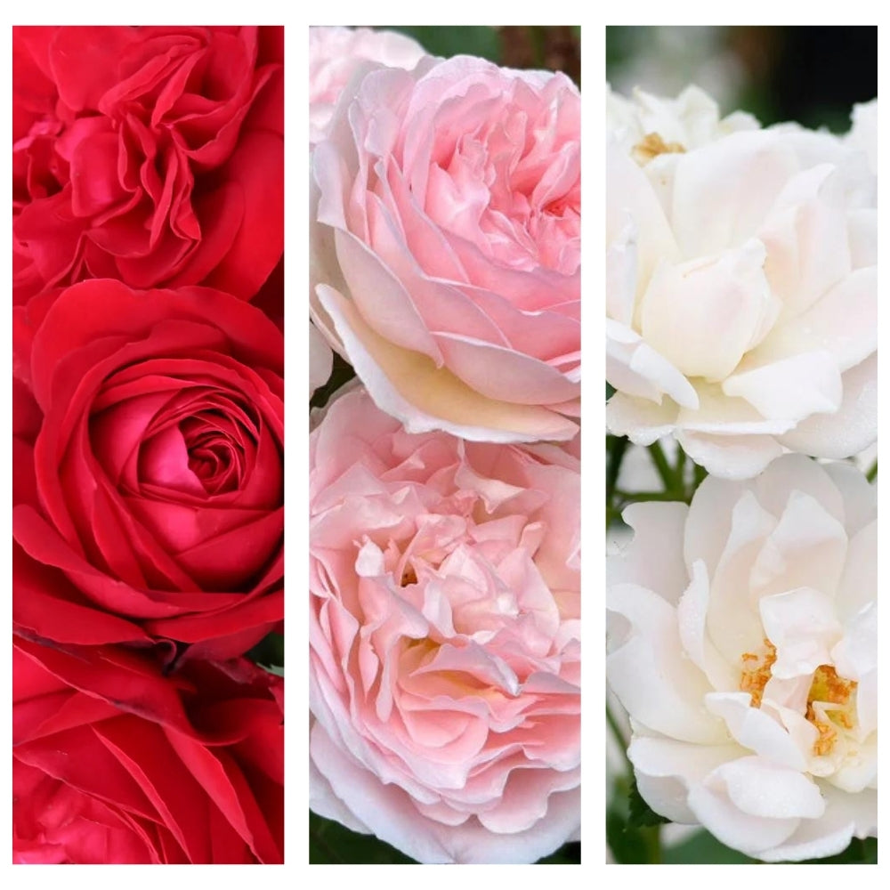 Wuthering Blooms® Garden Color Stories™ Bundle of 3 Bare Root Roses