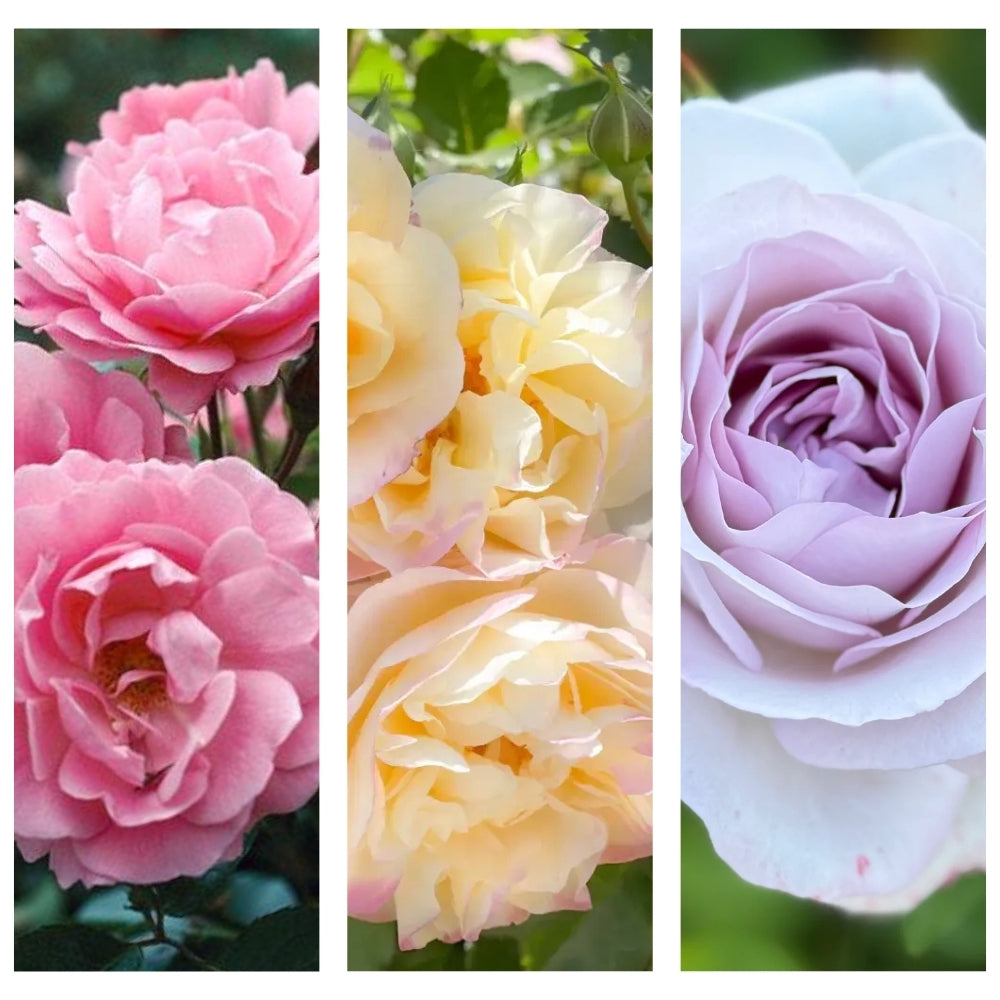 Elinor’s Grace® Garden Color Stories™ Bundle of 3 Bare Root Roses