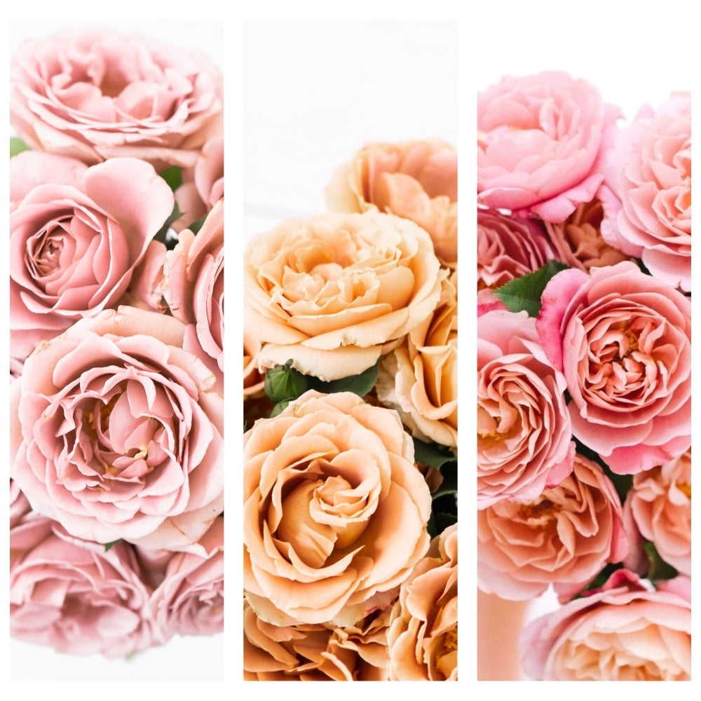 The Gentleman in Stone® Garden Color Stories™ Bundle of 3 Bare Root Roses