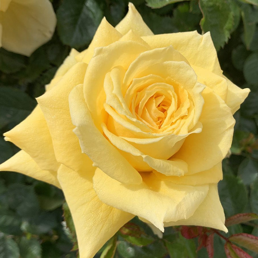 Be Good™ Bare Root Rose Bush