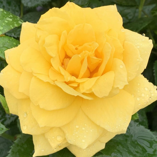 Be Good™ Bare Root Rose Bush