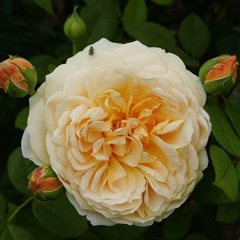 David AustinĀ® Teasing GeorgiaĀ® Potted Rose Plant