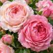 Blush or Pink Roses