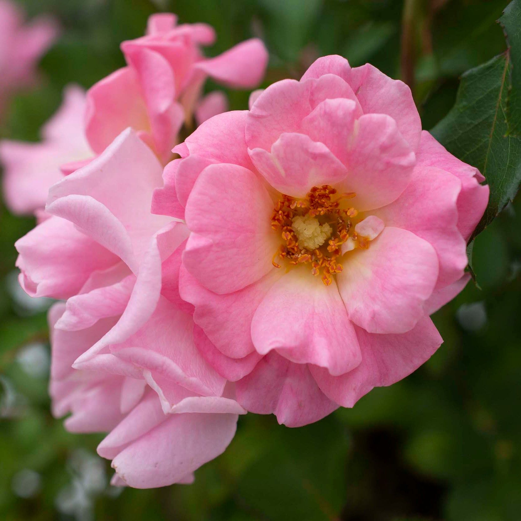 Blushing Drift® Potted Rose Bush