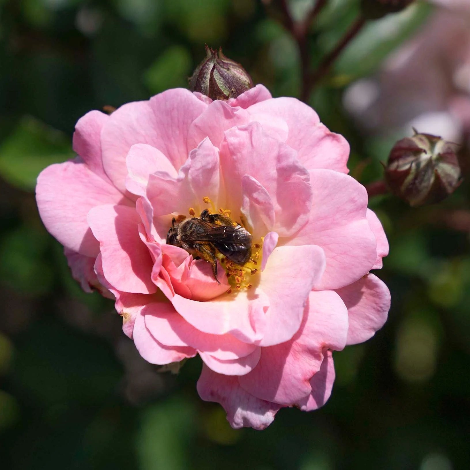 Ribbons of Roses™ Bundles of Bare Root Roses - Blushing Drift® - Pack of 10