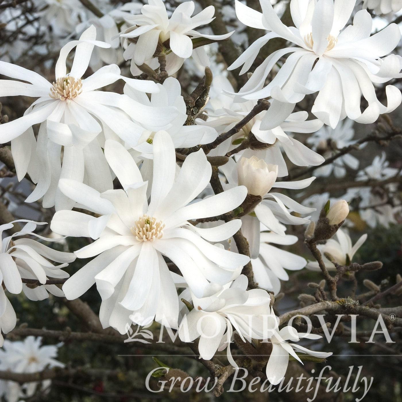 Magnolia 'Royal Star' Potted Magnolia Plant