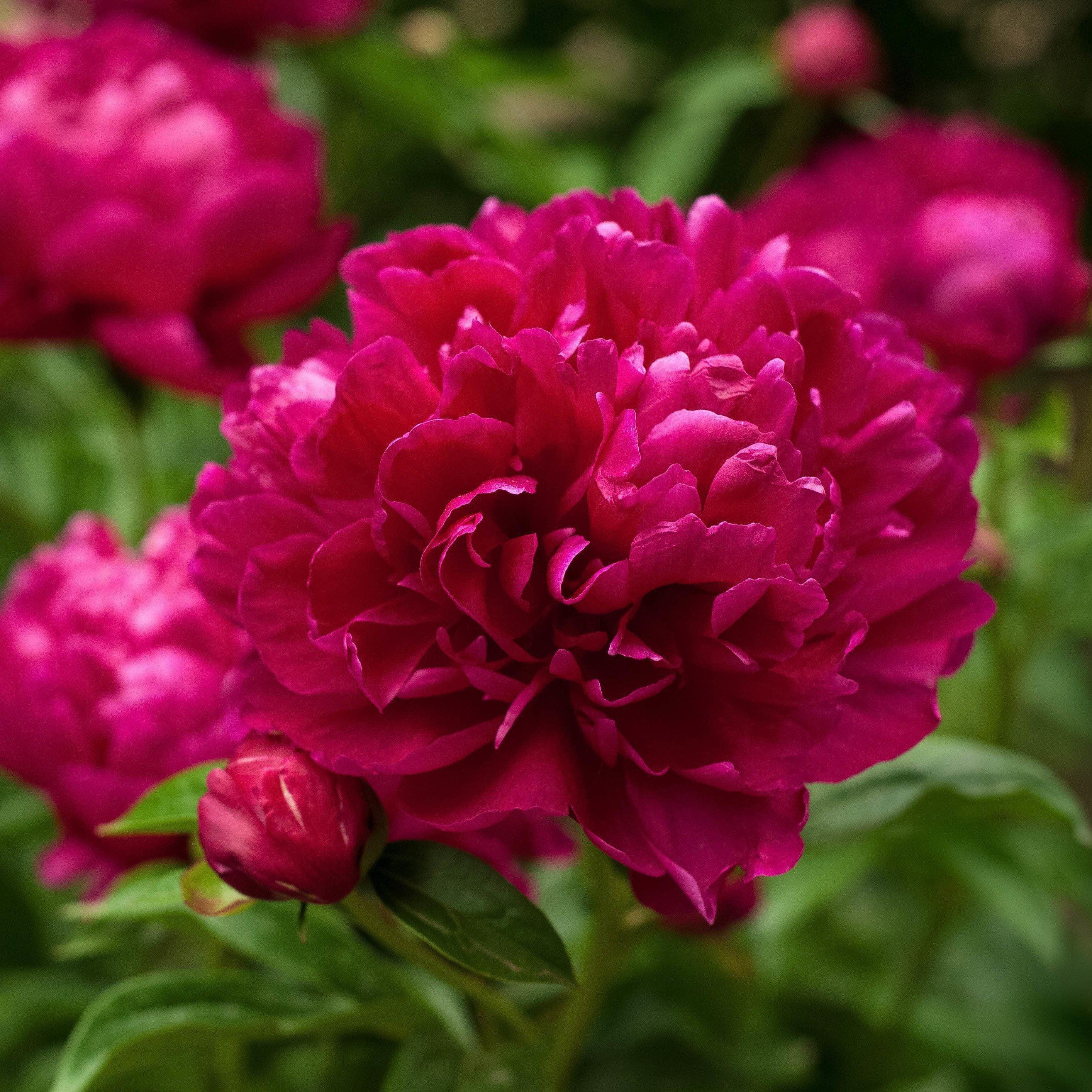 Peony 'Karl Rosenfield' Potted Peony Plant