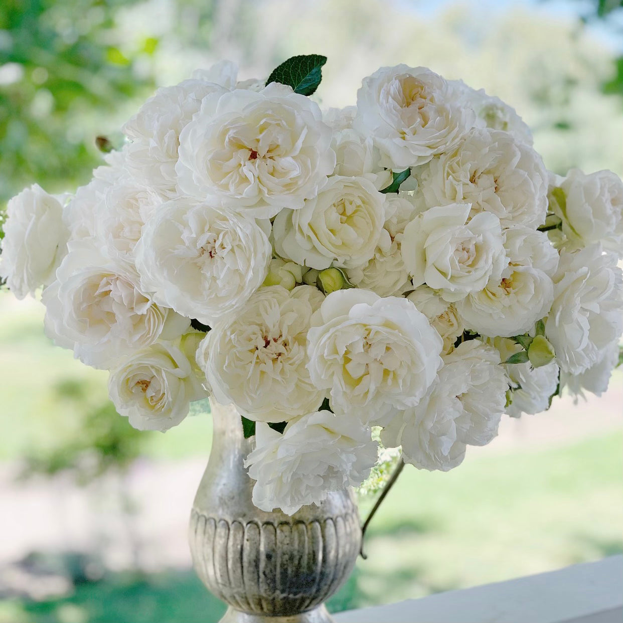 Bolero™ Potted Rose Bush